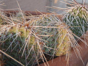 Prickly Situation